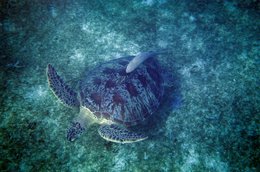 Comoros-Archipelago;-Diving;-France;-Green-turtle;-Indian-Ocean;-Kaleidos;-Kaleidos-images;-La-parole-à-limage;-Laurent-Abad;-Marine-life;-Mayotte;-Remora;-Sea-turtle;-Seagrass-bed;-Stories-Pictures